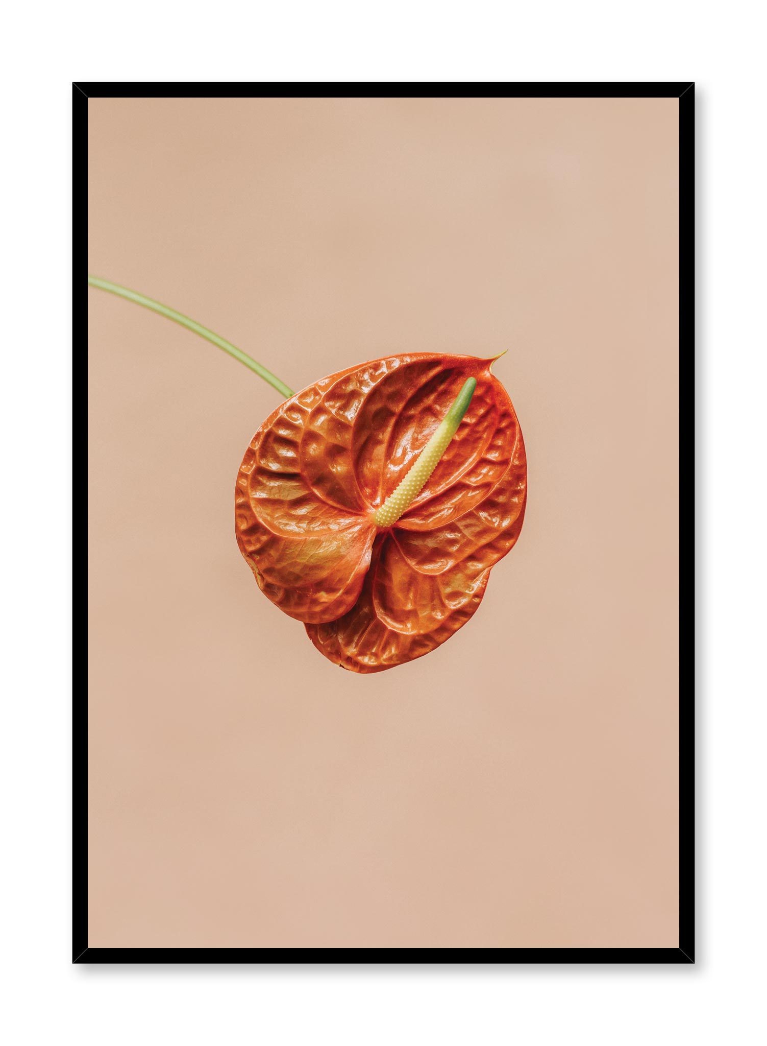 Anthurium Poster Prints Wall Art Gift For Home Decoration 12x18 16x24 20x30 24x36 Inches