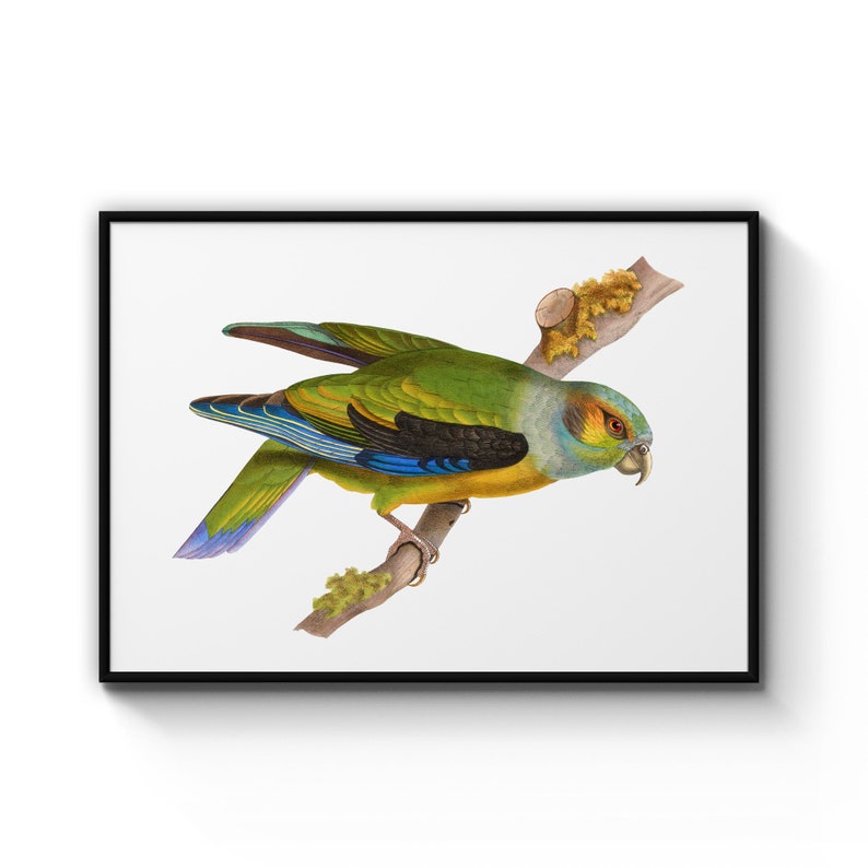 Black-Winged Parrot Detailed Bird Painting Drawing Office, Library Room , Poster Prints Wall Art Gift For Home Decoration 12x18 16x24 20x30 24x36 Inches