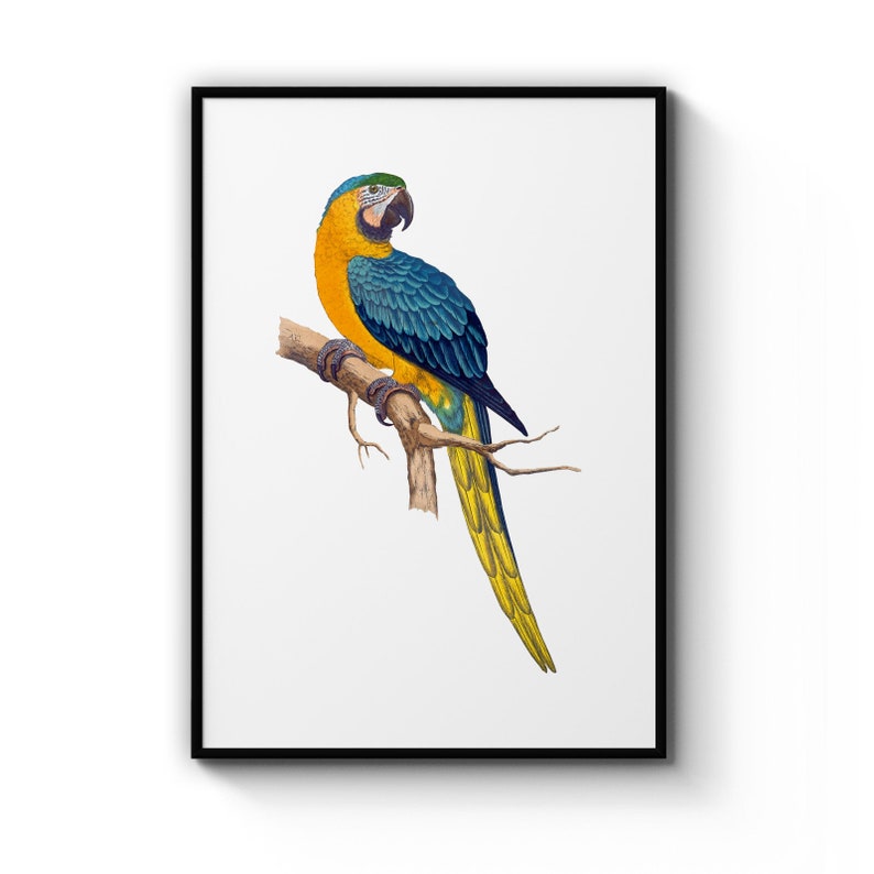 Blue And Yellow Macaw Detailed Bird Painting Drawing Office, Library Room , Poster Prints Wall Art Gift For Home Decoration 12x18 16x24 20x30 24x36 Inches
