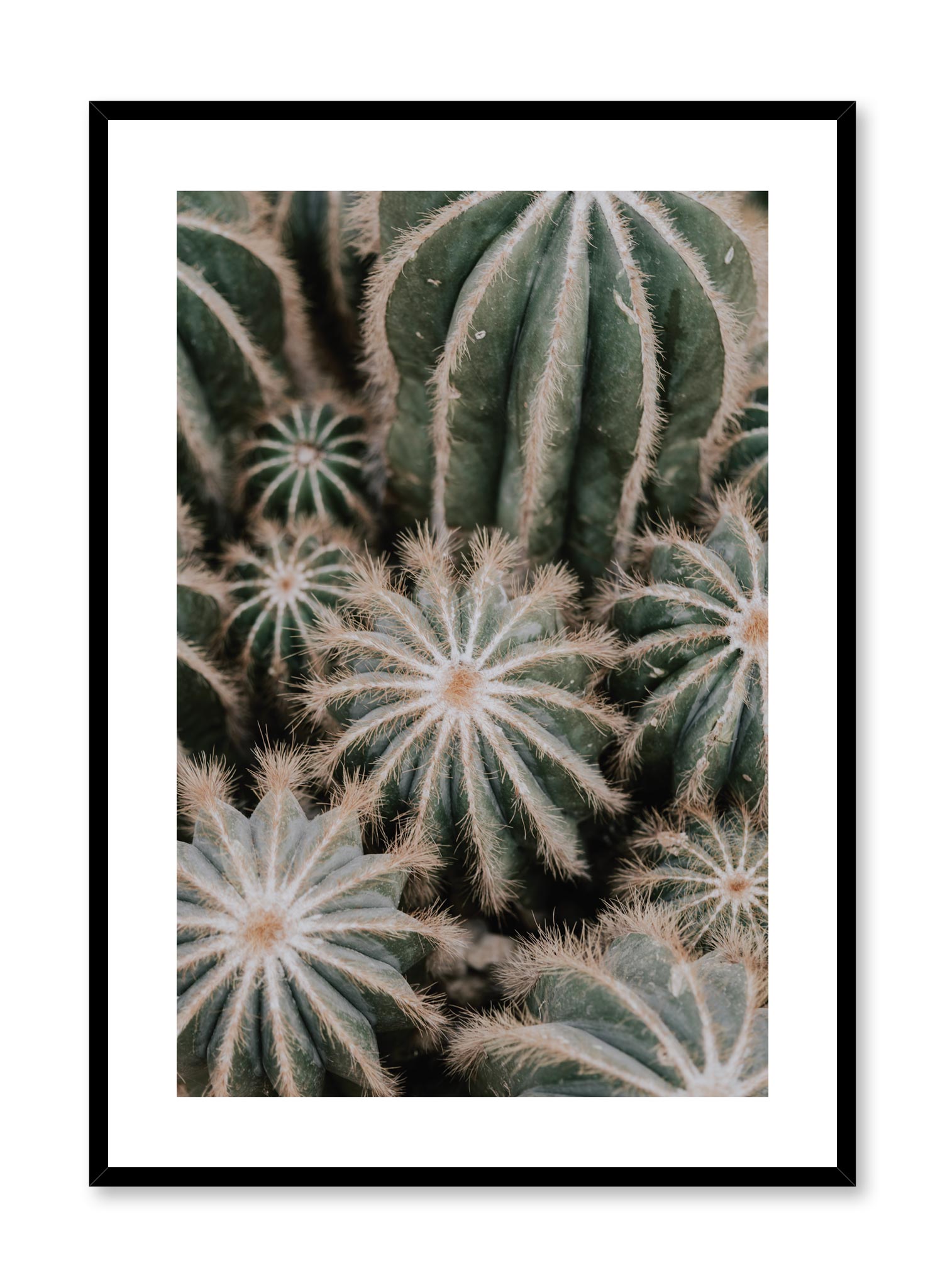 Cacti Poster Prints Wall Art Gift For Home Decoration 12x18 16x24 20x30 24x36 Inches