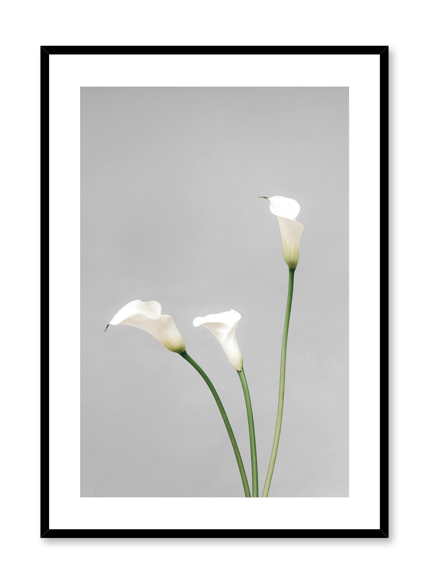 Calla Lilies Poster Prints Wall Art Gift For Home Decoration 12x18 16x24 20x30 24x36 Inches