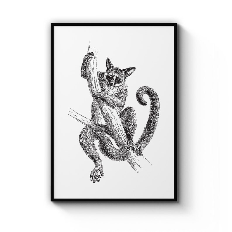 Climbing Lemur Detailed Drawing Jungle Nursery Animal Poster Prints Wall Art Gift For Home Decoration 12x18 16x24 20x30 24x36 Inches