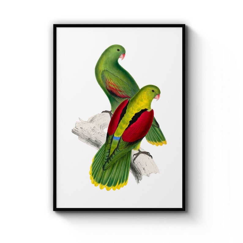 Crimson Winged Parrakeet Detailed Bird Painting Drawing Office, Library Room , Poster Prints Wall Art Gift For Home Decoration 12x18 16x24 20x30 24x36 Inches