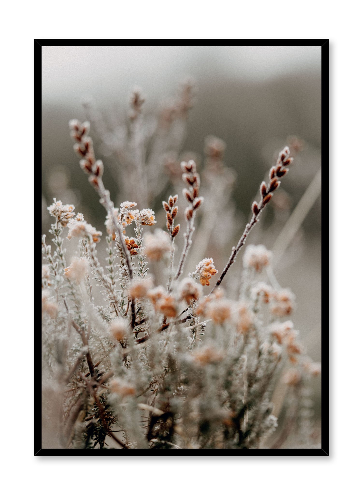 Crisp Blossom Poster Prints Wall Art Gift For Home Decoration 12x18 16x24 20x30 24x36 Inches