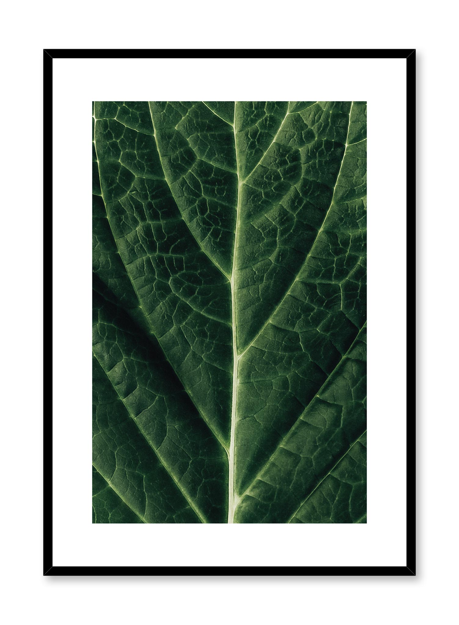 Detailed Leaf Poster Prints Wall Art Gift For Home Decoration 12x18 16x24 20x30 24x36 Inches