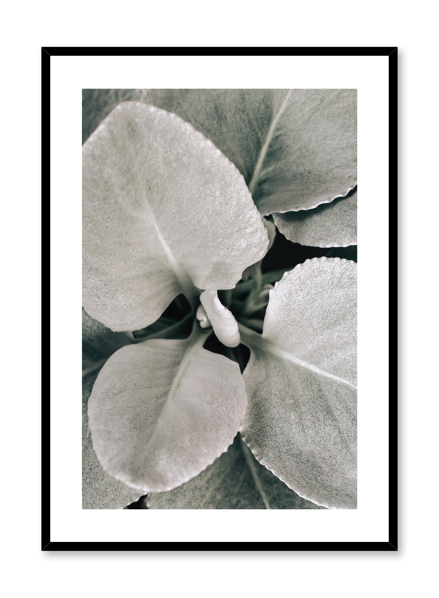Dusted Leaves Poster Prints Wall Art Gift For Home Decoration 12x18 16x24 20x30 24x36 Inches