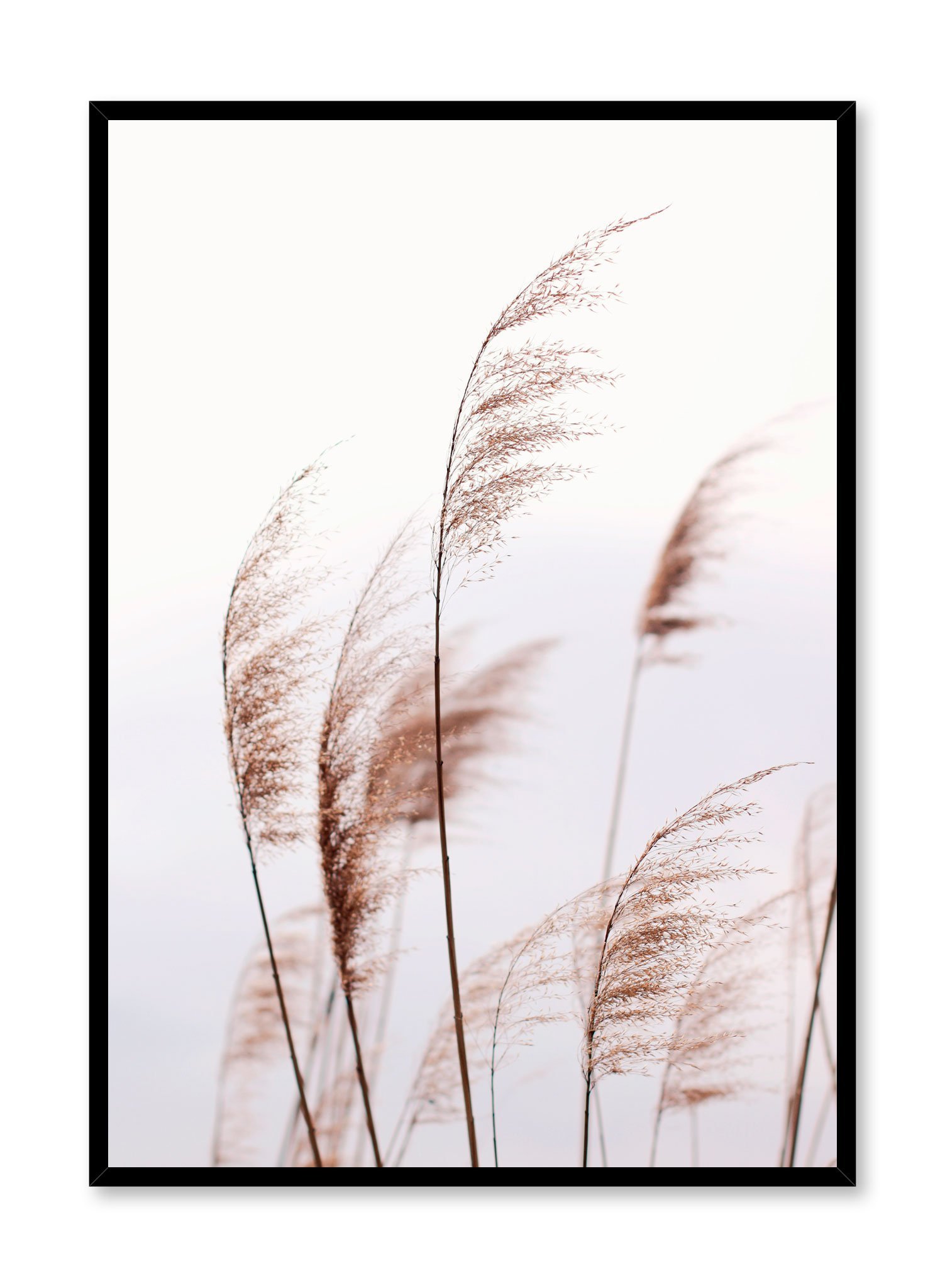 Feathery Grasses Poster Prints Wall Art Gift For Home Decoration 12x18 16x24 20x30 24x36 Inches