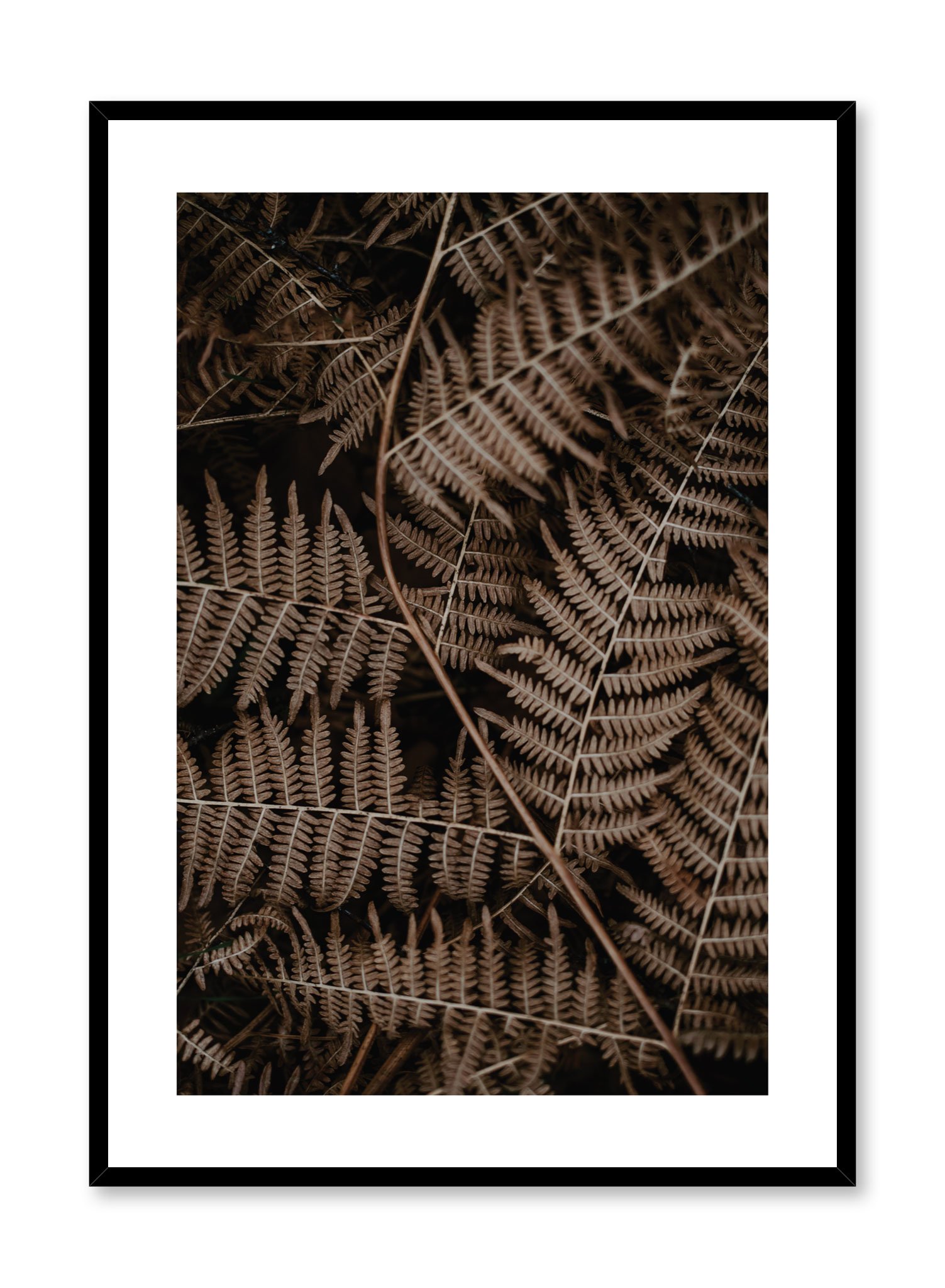 Fern Poster Prints Wall Art Gift For Home Decoration 12x18 16x24 20x30 24x36 Inches