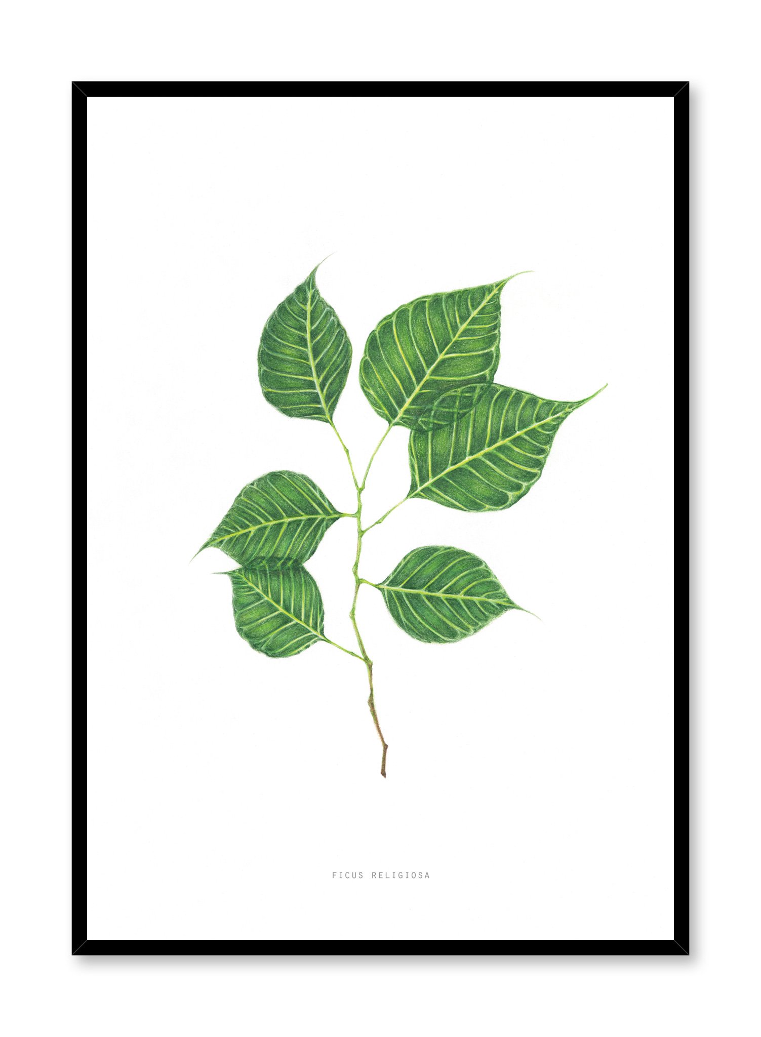 Ficus Religiosa Poster Prints Wall Art Gift For Home Decoration 12x18 16x24 20x30 24x36 Inches