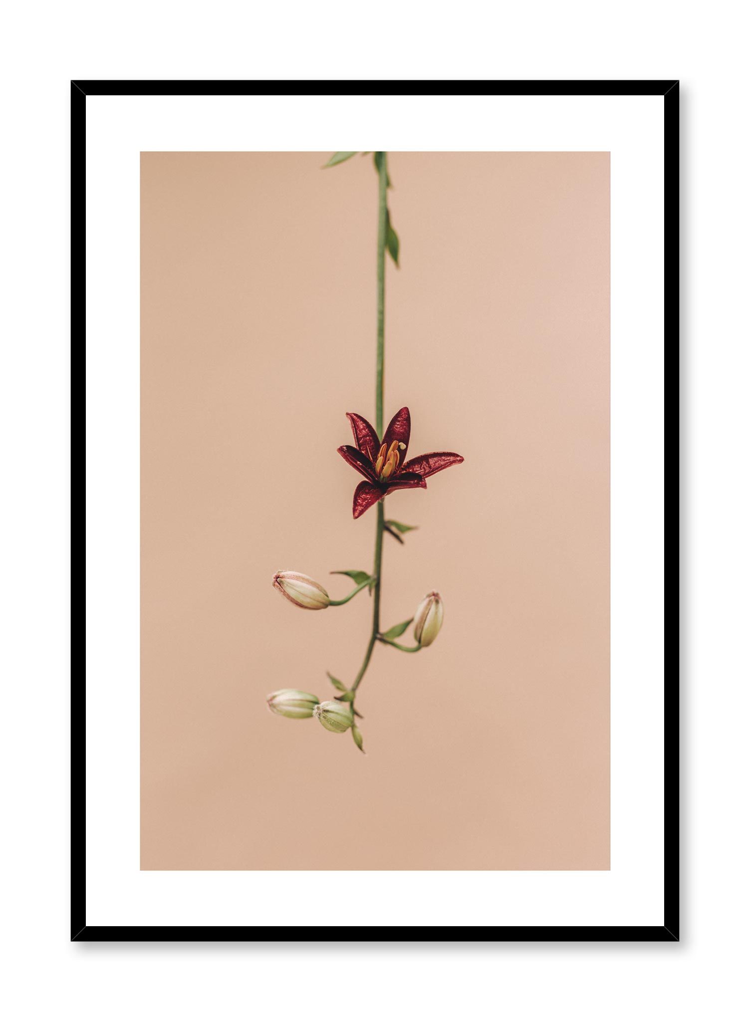 Flower Drop Poster Prints Wall Art Gift For Home Decoration 12x18 16x24 20x30 24x36 Inches