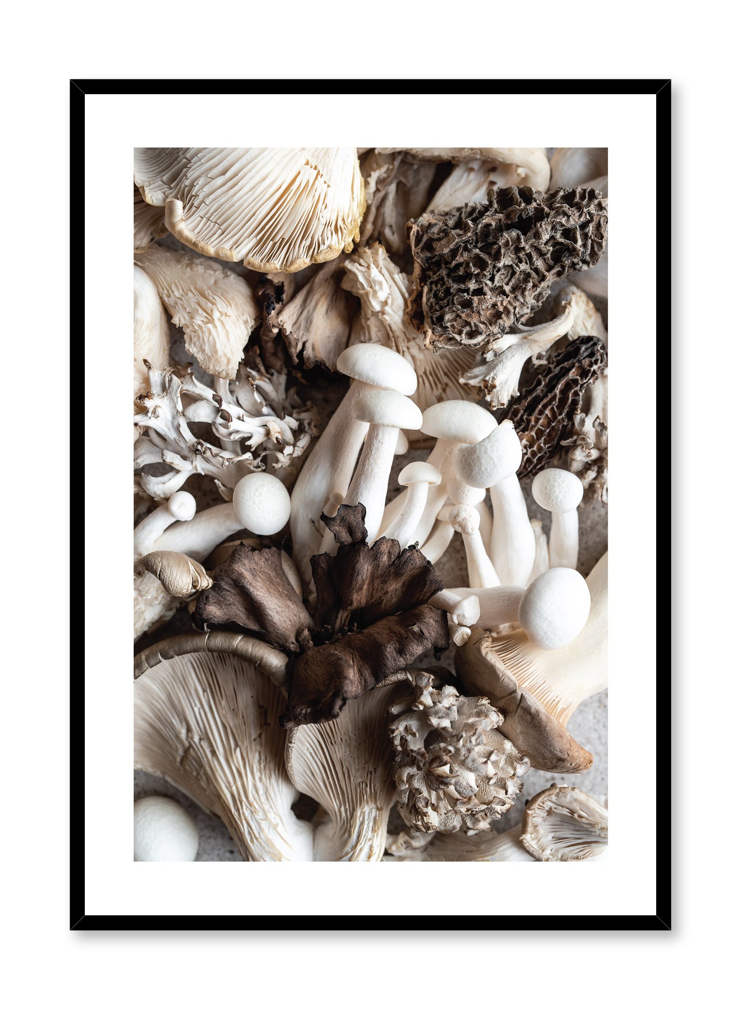 Fungi Poster Prints Wall Art Gift For Home Decoration 12x18 16x24 20x30 24x36 Inches