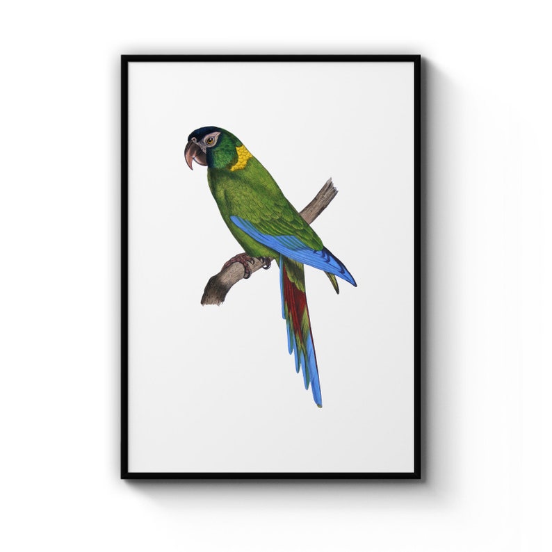 Golden-Collared Macaw Detailed Bird Painting Drawing Office, Library Room , Poster Prints Wall Art Gift For Home Decoration 12x18 16x24 20x30 24x36 Inches