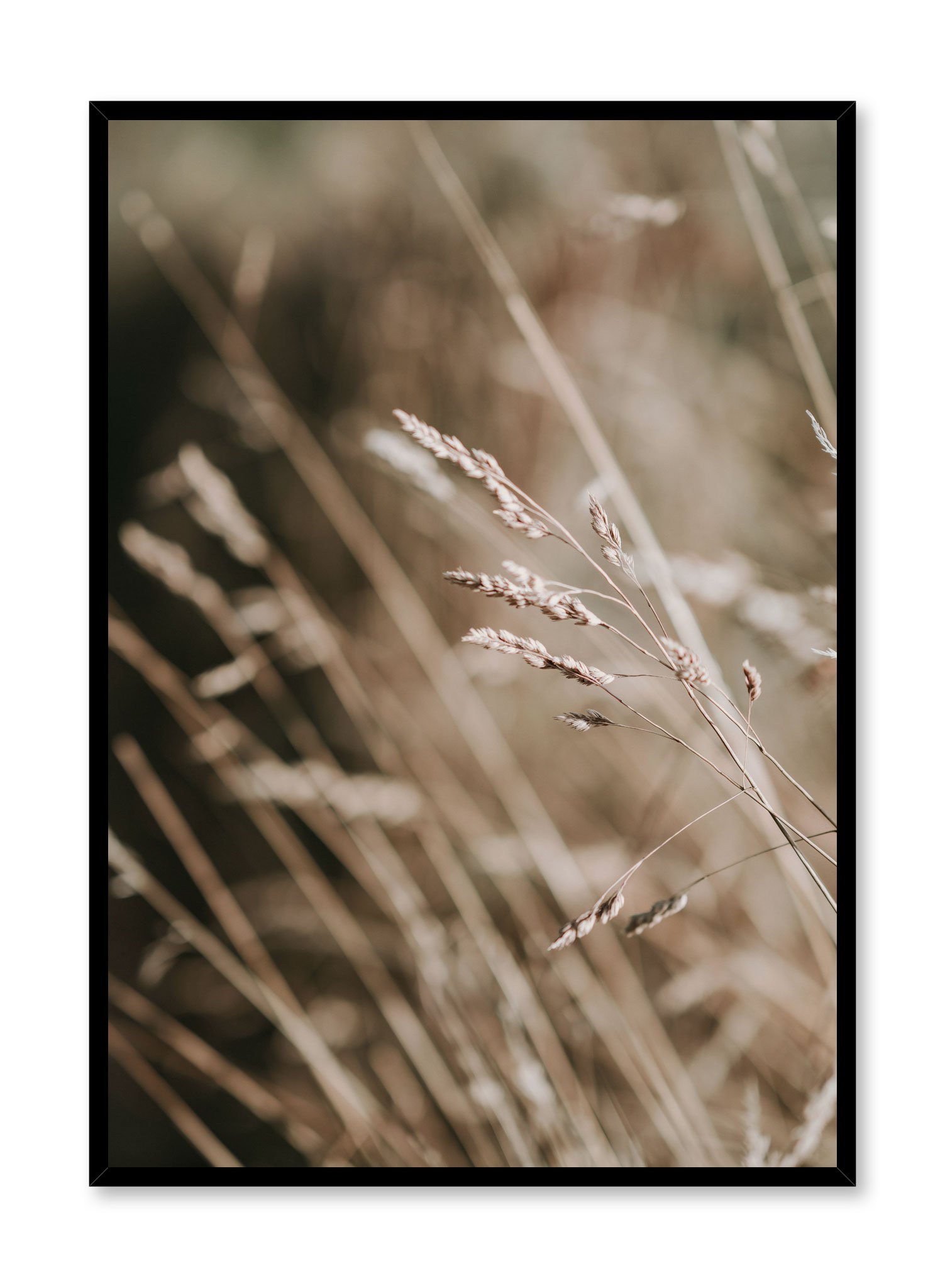 Golden Grasses Poster Prints Wall Art Gift For Home Decoration 12x18 16x24 20x30 24x36 Inches
