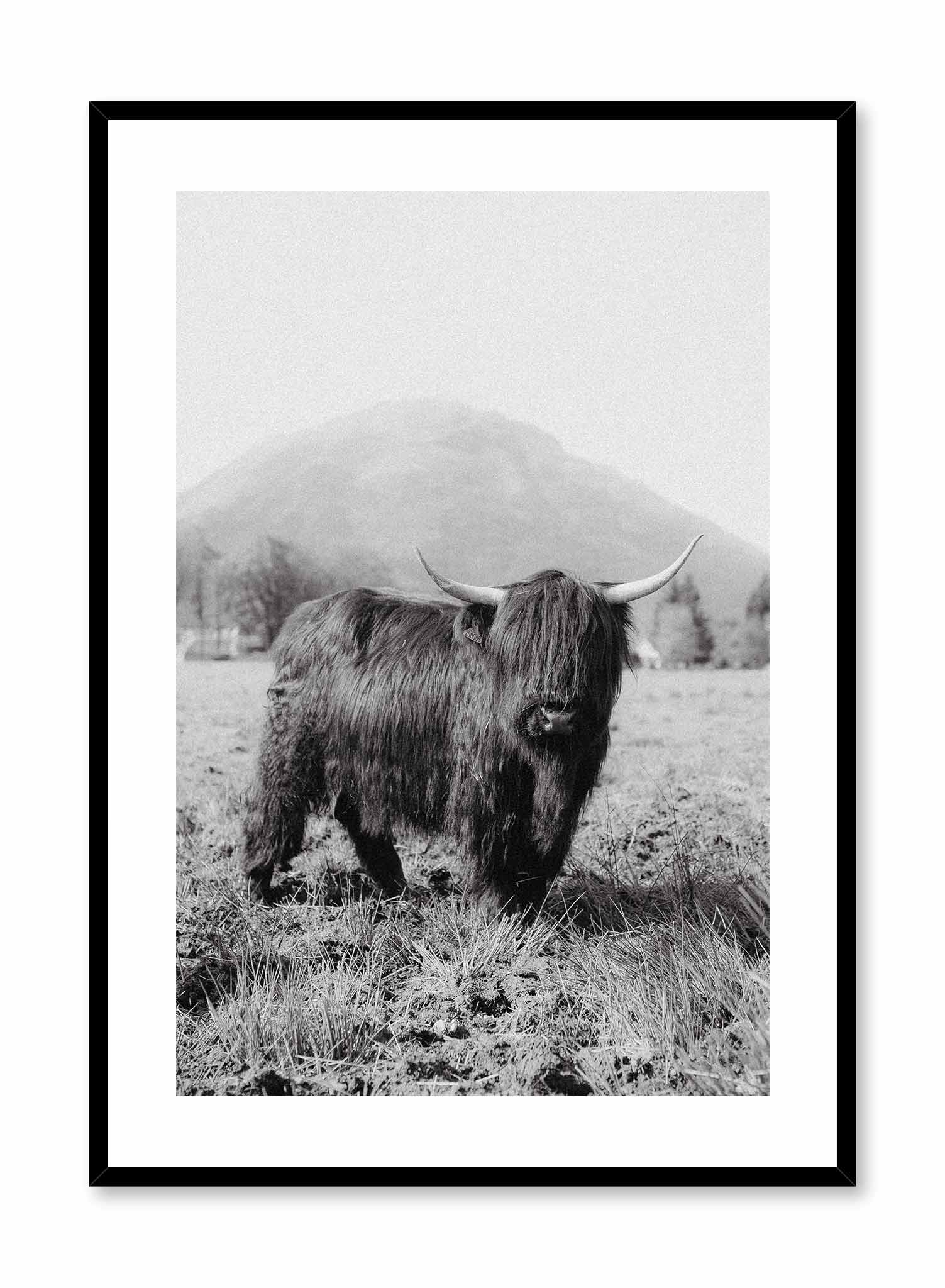 Highland Cow Poster Prints Wall Art Gift For Home Decoration 12x18 16x24 20x30 24x36 Inches