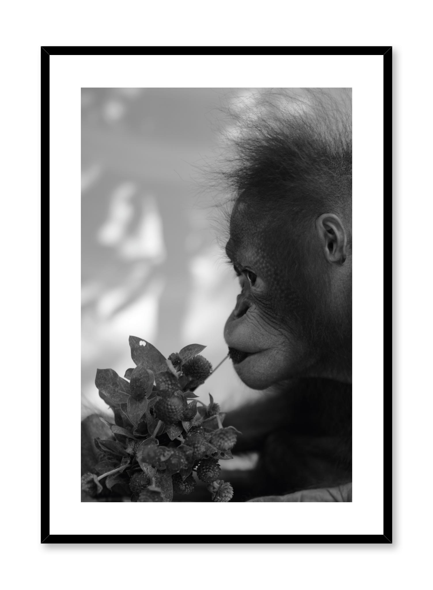 Hungry Monkey Poster Prints Wall Art Gift For Home Decoration 12x18 16x24 20x30 24x36 Inches