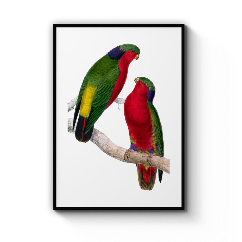 Kuhls Lorikeet Detailed Exotic Bird Painting Drawing Office, Library Room , Poster Prints Wall Art Gift For Home Decoration 12x18 16x24 20x30 24x36 Inches