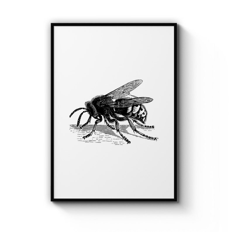 Minimal Hornet Insect Detailed Drawing Animal Poster Prints Wall Art Gift For Home Decoration 12x18 16x24 20x30 24x36 Inches