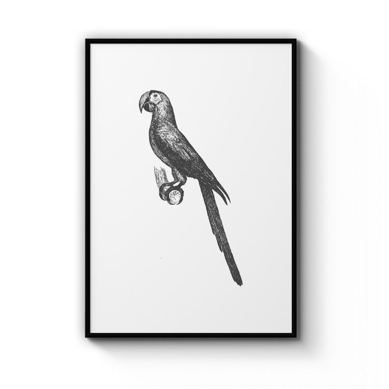 Minimal Parrot Bird Drawing Nursery Animal Poster Prints Wall Art Gift For Home Decoration 12x18 16x24 20x30 24x36 Inches