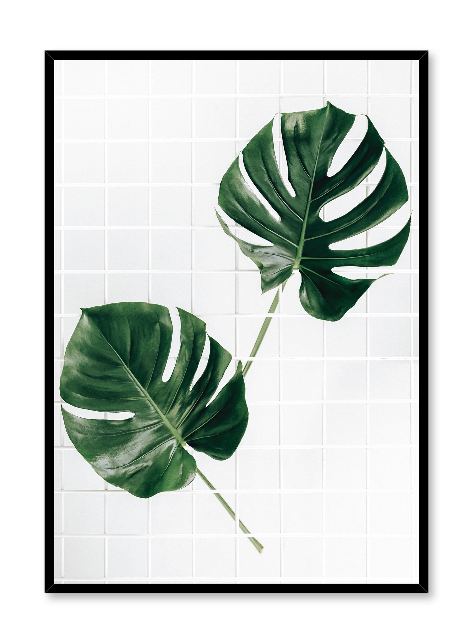 Monstera Deliciosa Poster Prints Wall Art Gift For Home Decoration 12x18 16x24 20x30 24x36 Inches