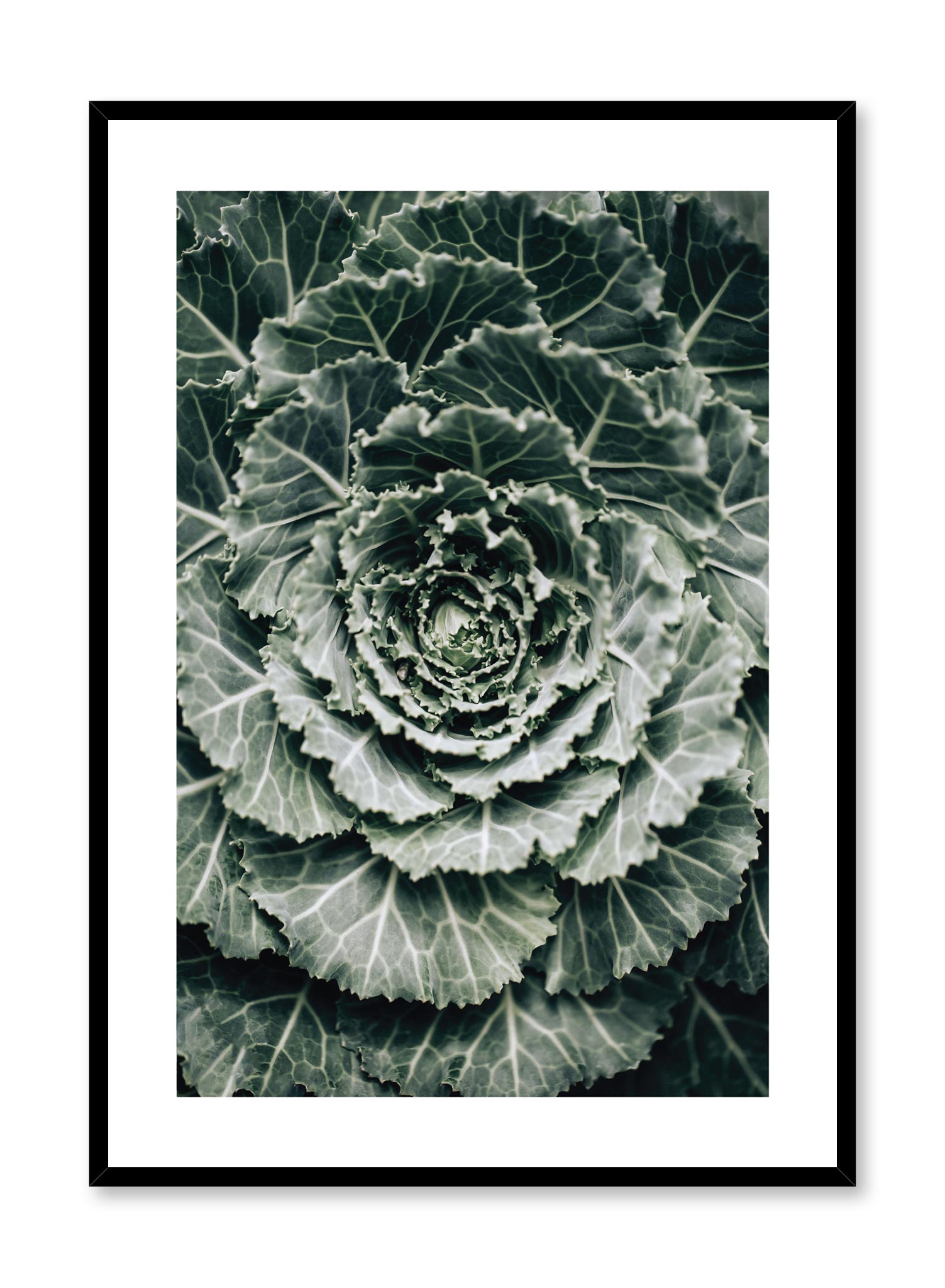 Ornamental Cabbage Poster Prints Wall Art Gift For Home Decoration 12x18 16x24 20x30 24x36 Inches
