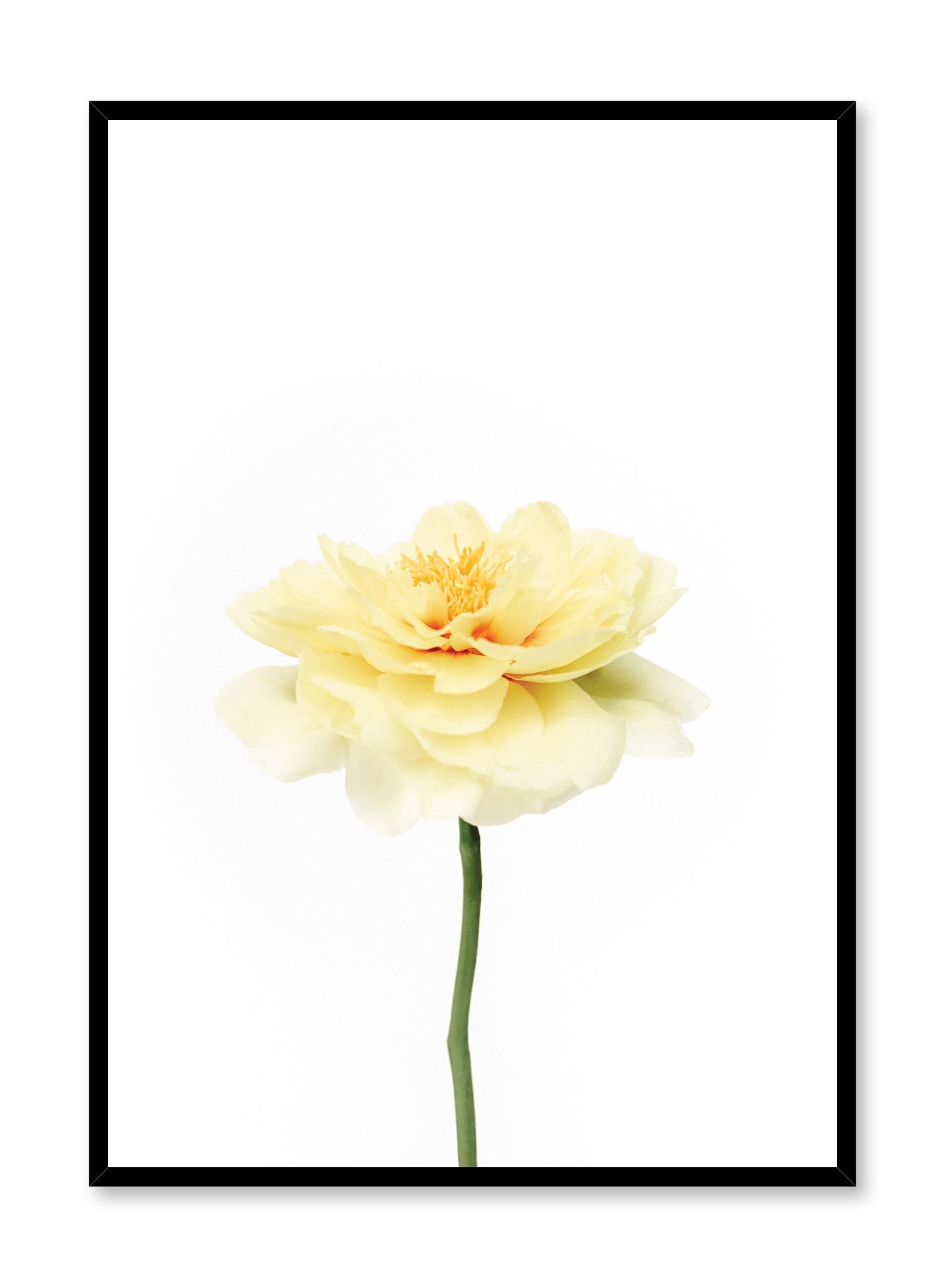 Petal Burst Poster Prints Wall Art Gift For Home Decoration 12x18 16x24 20x30 24x36 Inches
