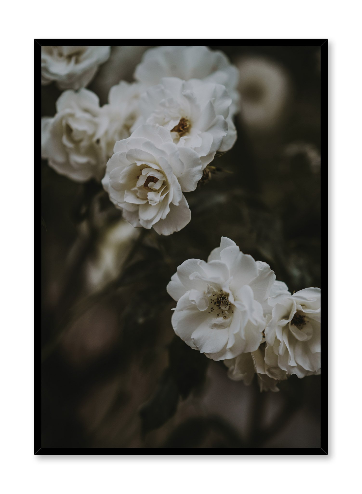Petals At Dusk Poster Prints Wall Art Gift For Home Decoration 12x18 16x24 20x30 24x36 Inches