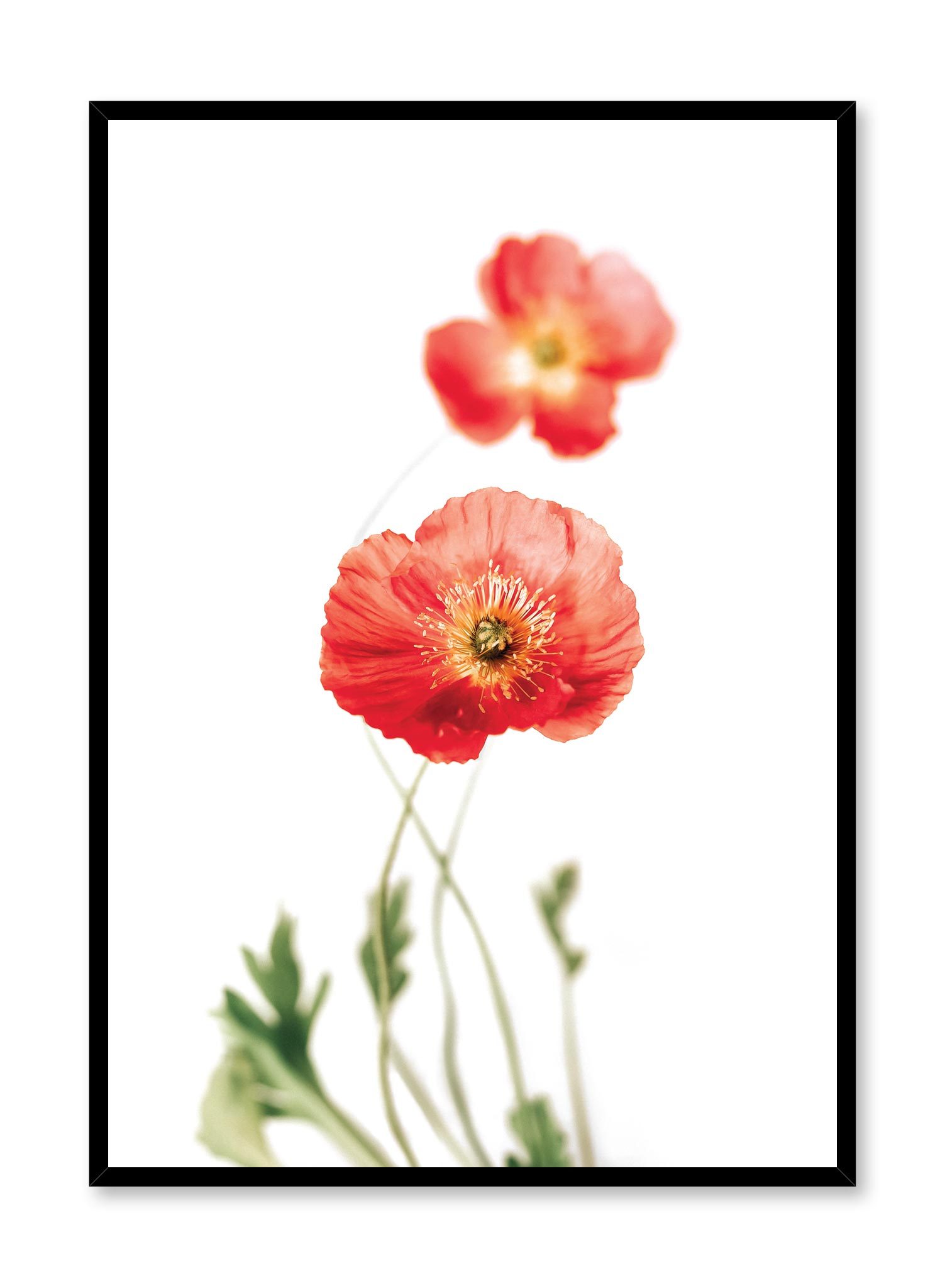 Poppies Poster Prints Wall Art Gift For Home Decoration 12x18 16x24 20x30 24x36 Inches