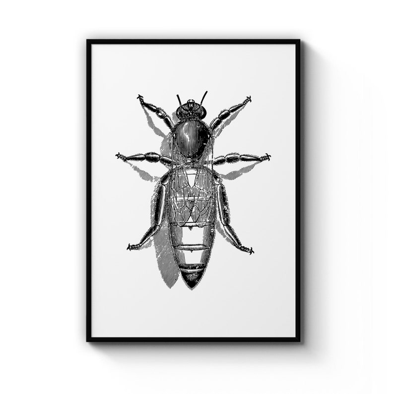 Queen Bee Drawing Insect Honey Nature Nursery Animal Poster Prints Wall Art Gift For Home Decoration 12x18 16x24 20x30 24x36 Inches