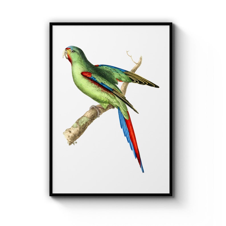 Red-Shouldered Parakeet Detailed Bird Painting Drawing Office, Library Room , Poster Prints Wall Art Gift For Home Decoration 12x18 16x24 20x30 24x36 Inches