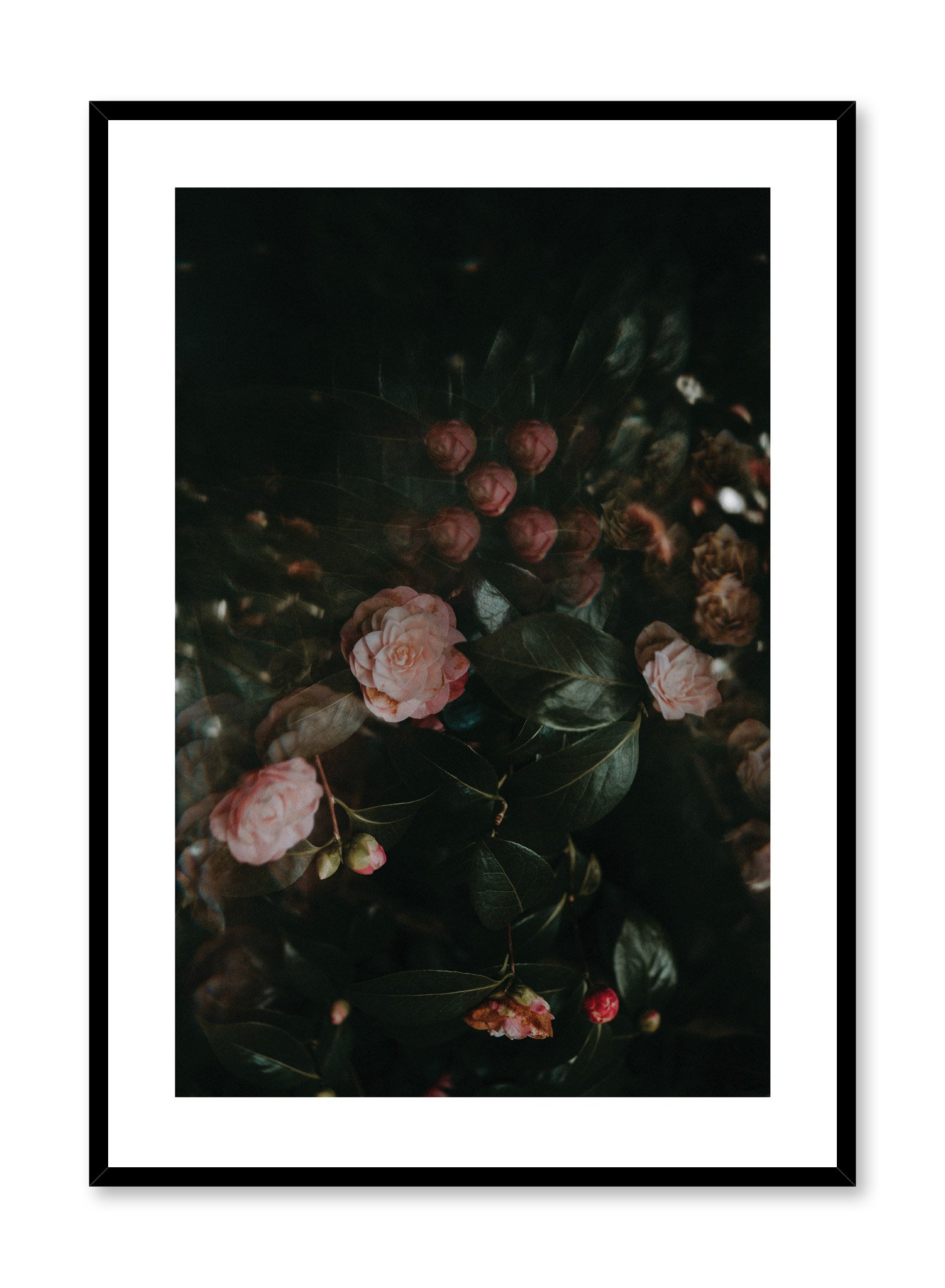 Rose Drama Poster Prints Wall Art Gift For Home Decoration 12x18 16x24 20x30 24x36 Inches