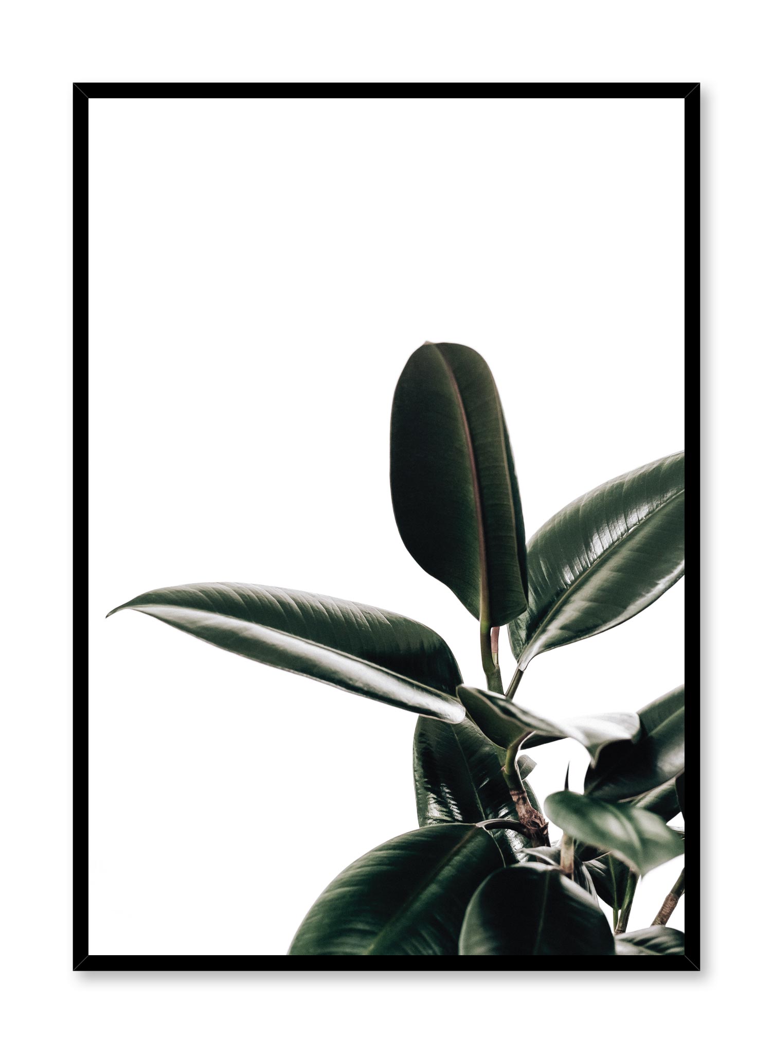 Rubber Tree Poster Prints Wall Art Gift For Home Decoration 12x18 16x24 20x30 24x36 Inches