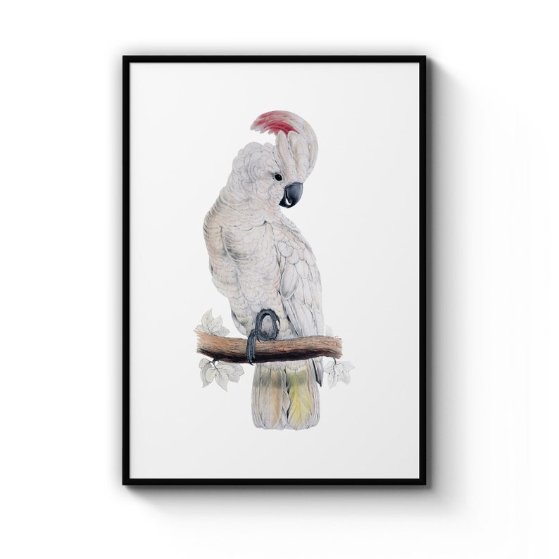Salmon Crested Cockatoo Detailed Bird Painting Drawing Office, Library Room , Poster Prints Wall Art Gift For Home Decoration 12x18 16x24 20x30 24x36 Inches
