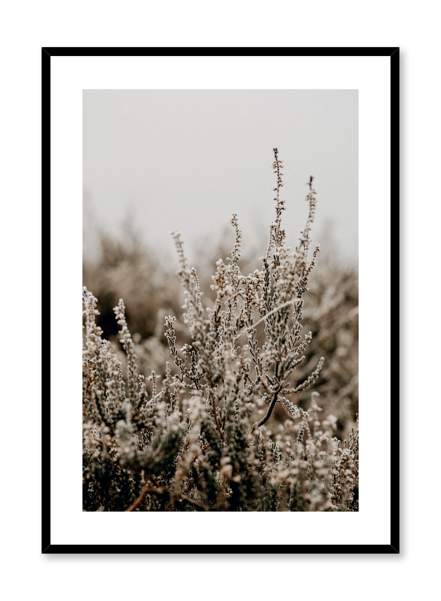Silvery Seedheads Poster Prints Wall Art Gift For Home Decoration 12x18 16x24 20x30 24x36 Inches