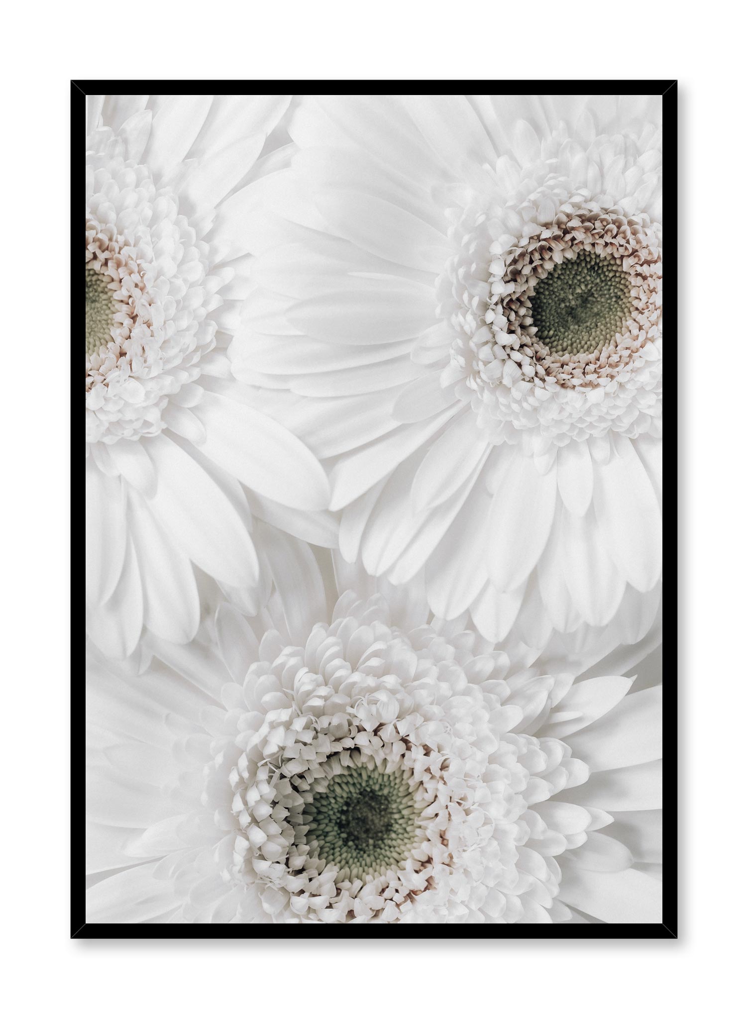 White Gerberas Poster Prints Wall Art Gift For Home Decoration 12x18 16x24 20x30 24x36 Inches