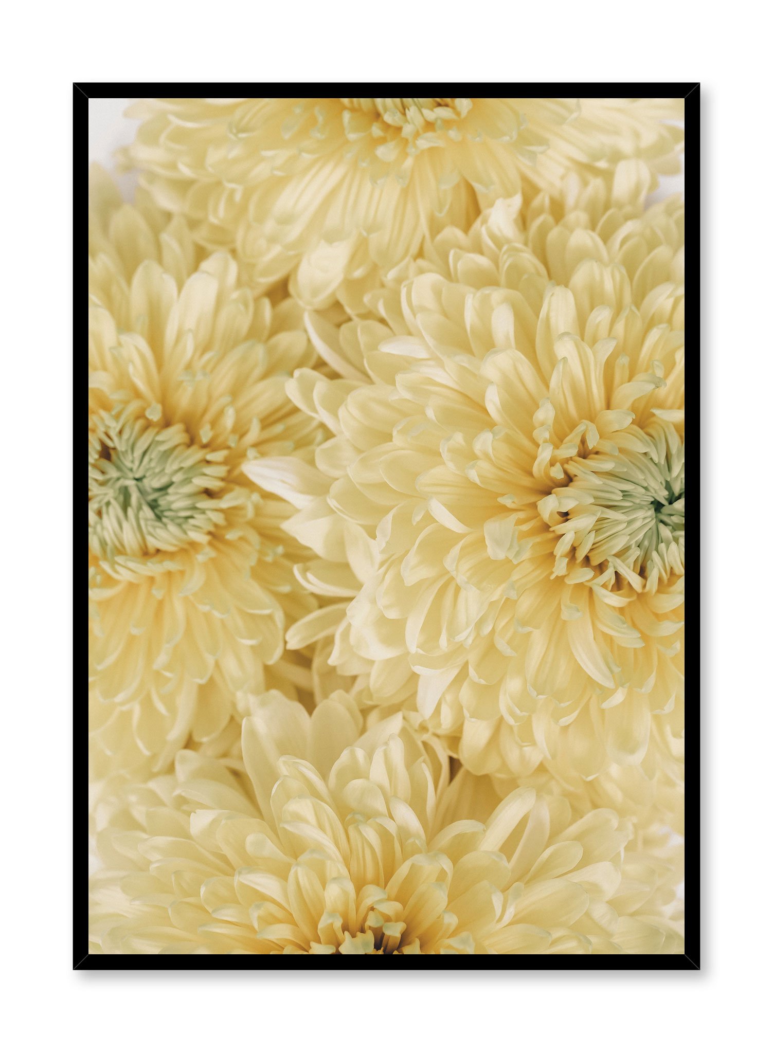 Yellow Chrysanthemums Poster Prints Wall Art Gift For Home Decoration 12x18 16x24 20x30 24x36 Inches