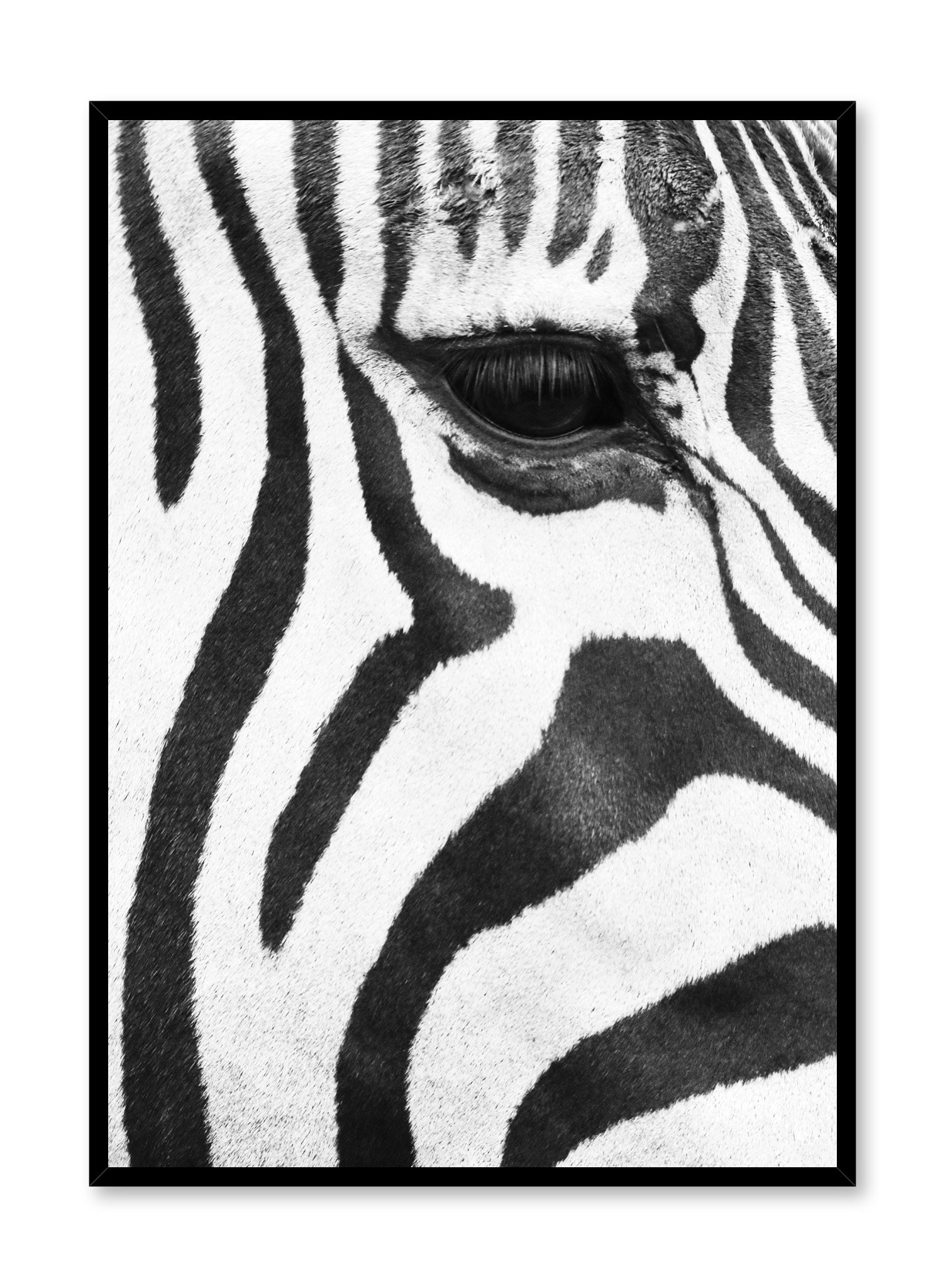 Zebra Poster Prints Wall Art Gift For Home Decoration 12x18 16x24 20x30 24x36 Inches